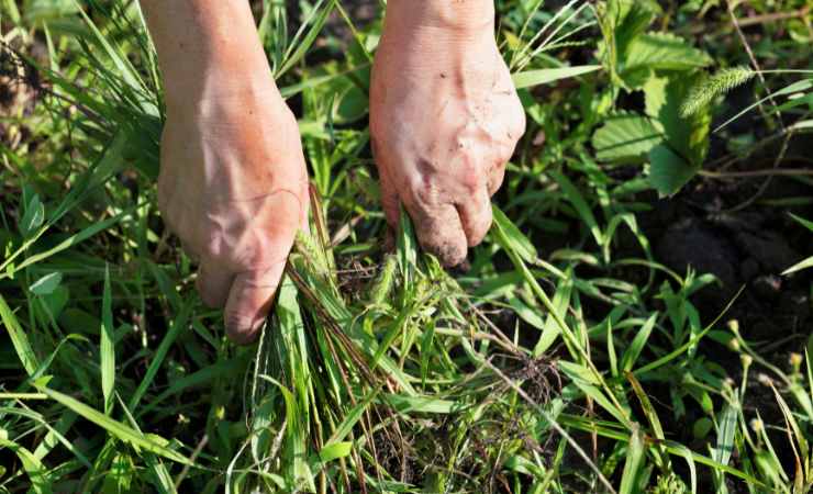 Erbacce da giardino