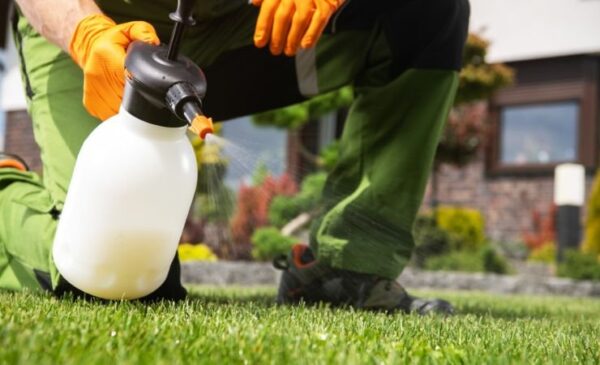 Giardino incolto, solo con questo ingrediente si eliminano tutte le erbacce e i cespugli.