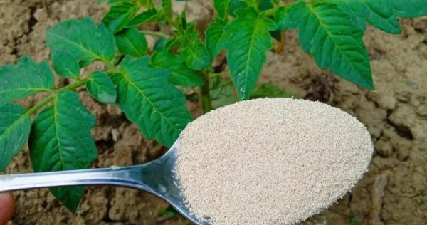 Giardino: pomodori, peperoni e cetrioli raddoppieranno con questo componente aggiuntivo