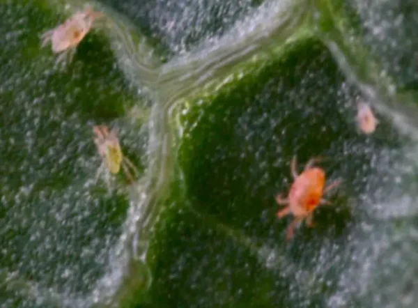 Giardino: una ricetta naturale per eliminare i ragni rossi