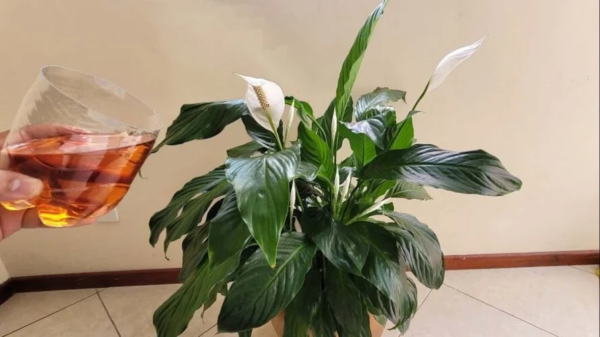 Giglio della pace, questo liquido vale oro: farà esplodere molte foglie verdi e sane.