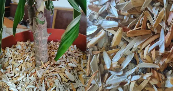 Gli usi versatili dei gusci dei semi di girasole