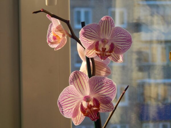 Grazie a questo fertilizzante naturale, le orchidee fioriscono abbondantemente tutto l’anno!