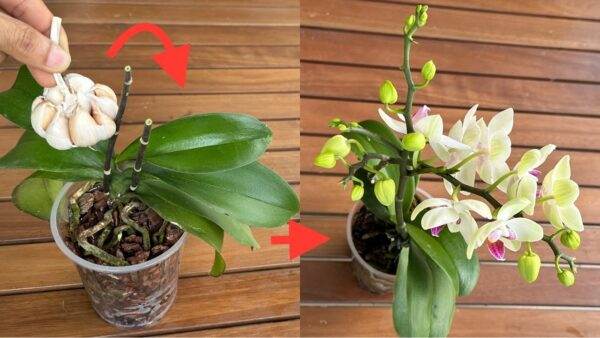 Grazie a questo fertilizzante naturale, le orchidee fioriscono abbondantemente tutto l’anno!