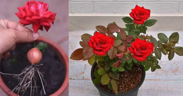Grazie a questo trucco potrai propagare qualsiasi rosa del tuo giardino! È molto efficace!