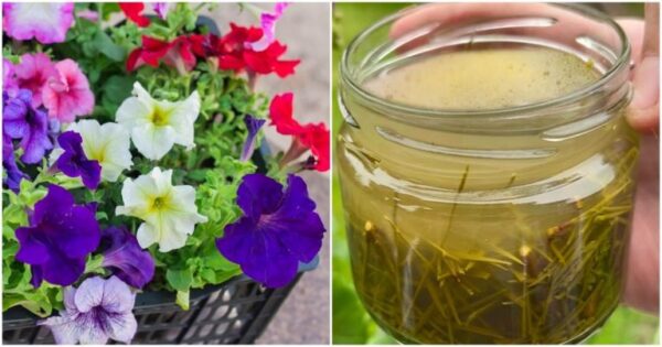 Grazie a un trucco della nonna, le petunie fioriranno sul balcone per decenni. Saranno colorate come un arcobaleno e sane come un pesce.