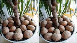 Grazie alle noci nel vaso, mi sono liberato di muffa e mosche. L’ultimo trucco per bilanciare l’oro