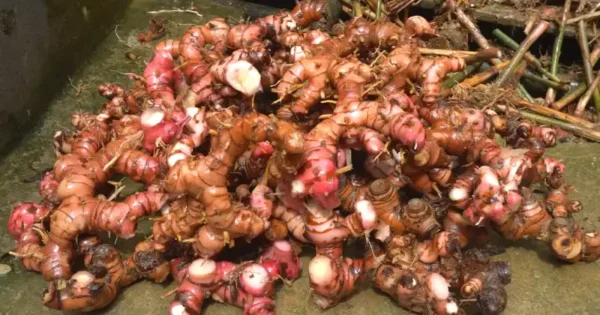 Guida alla coltivazione del Galangal in casa