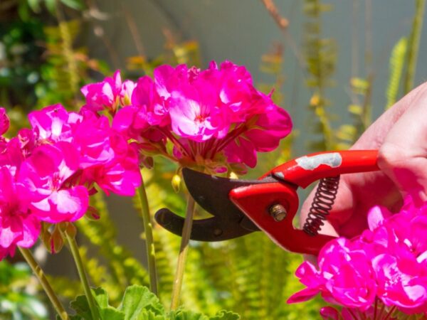  Guida completa alla coltivazione dei gerani: Colori vibranti per il tuo giardino tutto l’anno I
