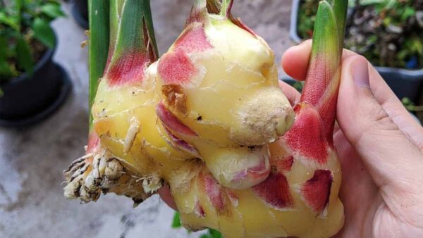 Guida completa alla coltivazione di grandi quantità di zenzero in casa