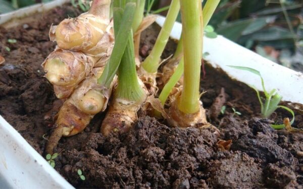 Guida completa per coltivare grandi quantità di zenzero in casa