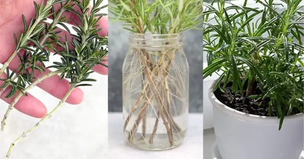 Guida passo passo alla propagazione del rosmarino da talea