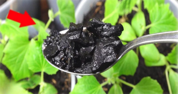 Ha conquistato milioni di contadini, dà origine a piante enormi: disponile sul terreno.