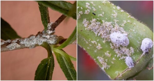 Hai trovato una patina bianca nelle tue camere da letto? La colpa è di un parassita legato agli afidi. Li uccideranno rapidamente se non intervieni