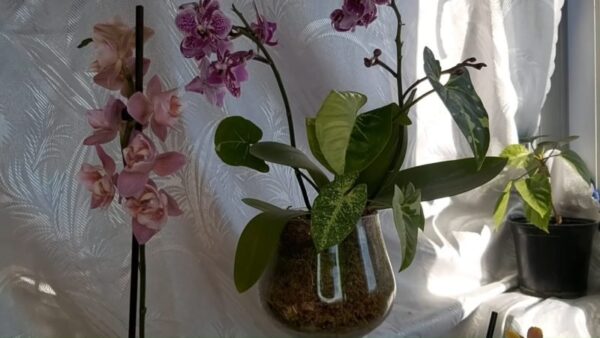 Ho trapiantato l’orchidea nel muschio e non ho potuto fare a meno di chiedermi. È molto più bella e in salute.