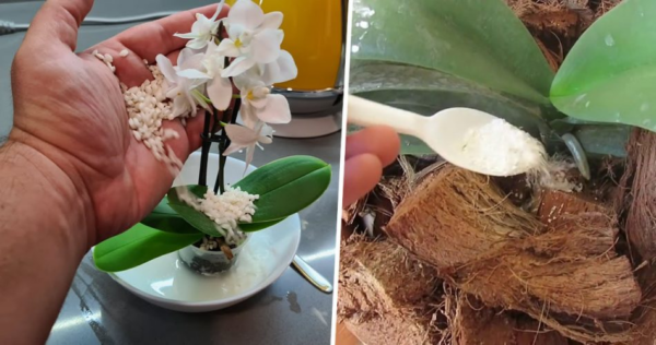 I 4 ingredienti per nutrire le tue orchidee e farle fiorire tutto l’anno
