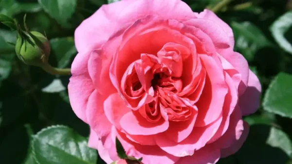 I 5 fiori rosa più belli per il giardino e il balcone: A voi la scelta