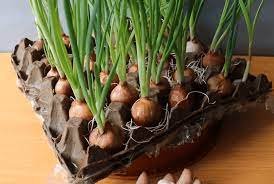 I bulbi crescono dopo pochi giorni. Non serve nemmeno il terriccio e ne avrete più di 40!