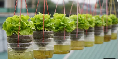 I giardini pensili miracolosi: Coltivare la lattuga con poca acqua per ottenere il massimo rendimento