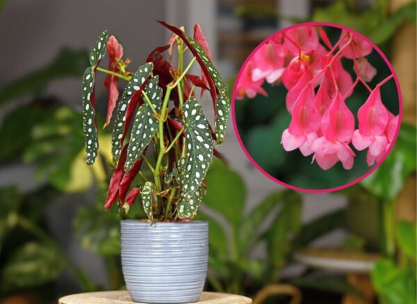 I grappoli di ombrelle rosa pendono verso il basso. L’originale varietà di begonia corallina entra negli showroom