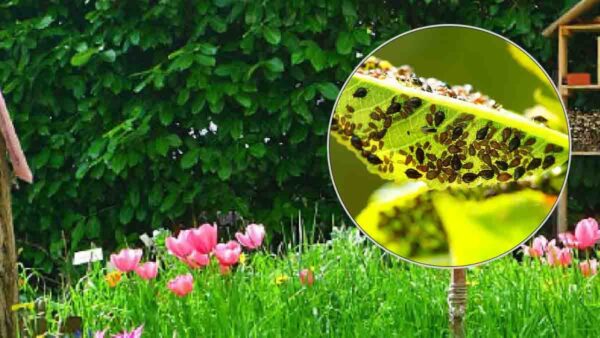 I migliori consigli naturali per respingere insetti e parassiti in giardino!