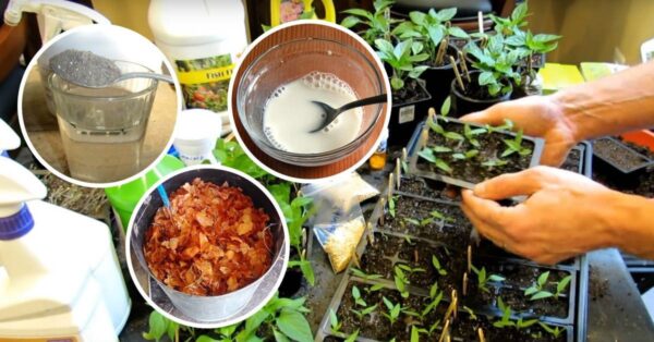 I modi migliori per far germogliare più velocemente i vostri semi. Niente prodotti chimici, solo madre natura