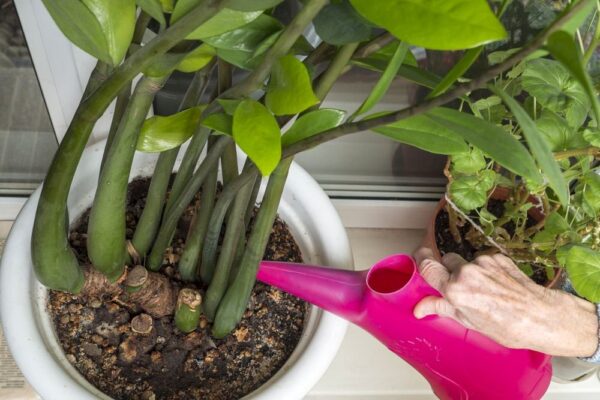 I pannolini per bambini sono utili per la coltivazione delle piante d’appartamento. Fungono da pratico umidificatore