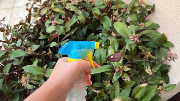 IL POTENTISSIMO FUNGICIDA CASALINGO PER LE PIANTE: BASTERANNO QUESTI 3 INGREDIENTI