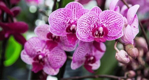 IL SEGRETO ASIATICO PER FAR RIVIVERE L’ORCHIDEA VELOCEMENTE CON RADICI E FOGLIE GIOVANI
