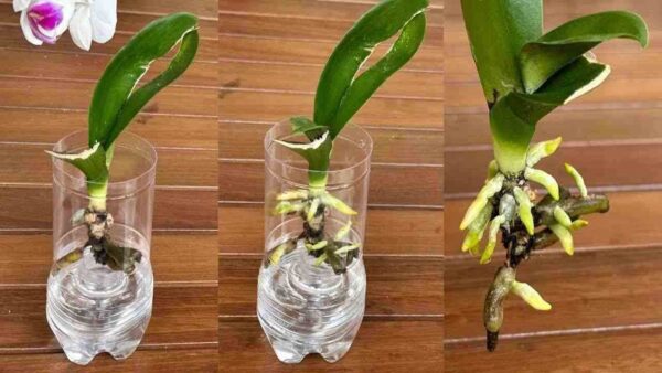 IL SEGRETO ASIATICO PER FAR RIVIVERE L’ORCHIDEA VELOCEMENTE CON RADICI E FOGLIE GIOVANI