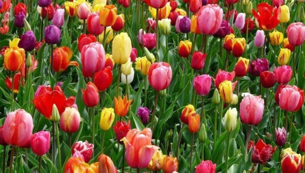 IL TRUCCO DEI FIORAI PER AVERE TULIPANI SANI E RIGOGLIOSI: TI DURERANNO PER MESI