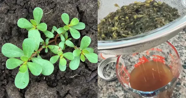 Il Potere Curativo della Tintura di Portulaca