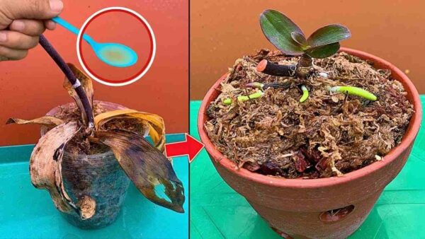 Il Segreto dell’Acqua Magica: Come Ridare Vita alle Orchidee Appassite