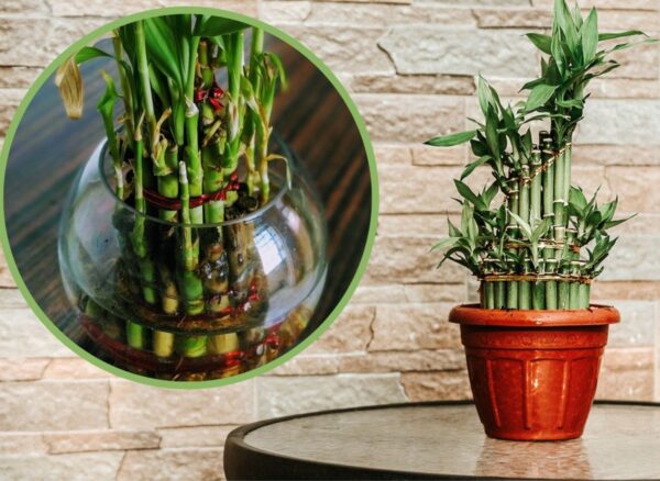 Il bambù fortunato – il fiore fortunato. Crescita in acqua e in terra