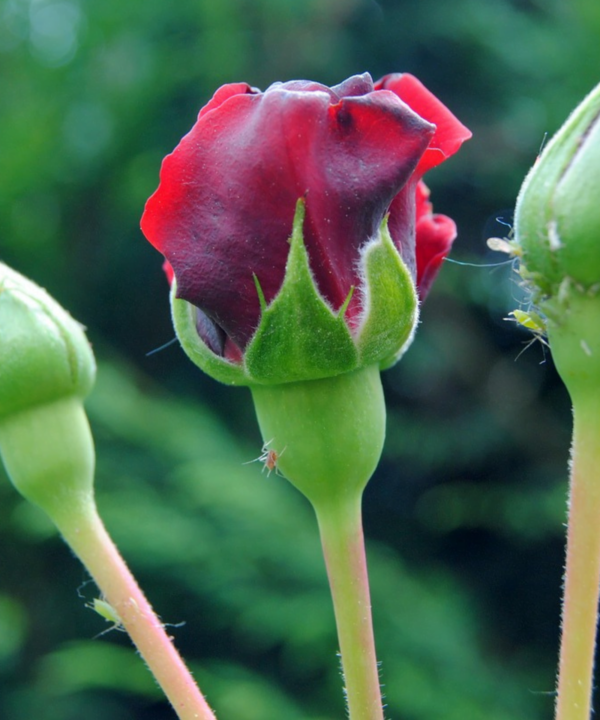 Il bicarbonato di sodio è il migliore amico del giardiniere: 10 modi ingegnosi per usarlo in giardino!