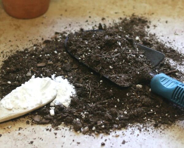 Il bicarbonato di sodio è il migliore amico del giardiniere: ecco 10 usi ingegnosi in giardino