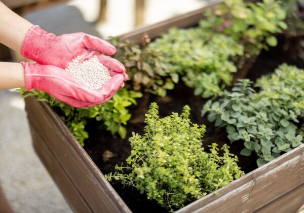 Il bicarbonato di sodio è ormai l’unica salvezza per le tue piante