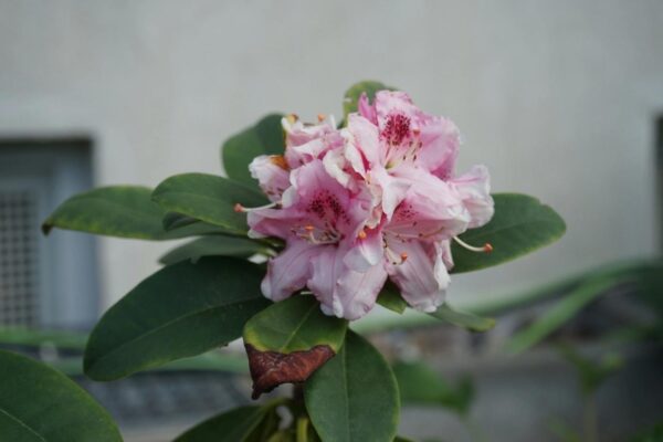 Il bordo delle foglie del rododendro ha iniziato a diventare marrone? Non aspettare nulla e agisci adesso