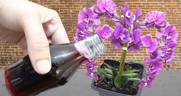 Il caffè macinato è un fertilizzante naturale: Ecco come usarlo per far crescere più velocemente le piante