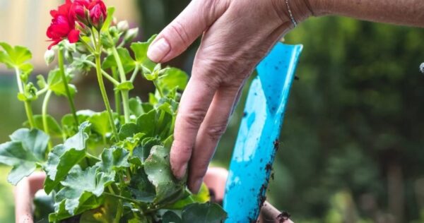 Il concime più potente per far fiorire i gerani: È economico e si fa da sé!