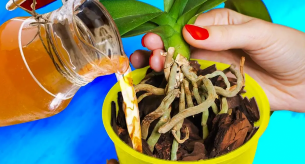 Il consiglio ingegnoso del fiorista per far durare le orchidee