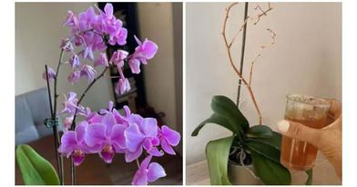 Il consiglio più efficace per salvare un’orchidea e farla rifiorire