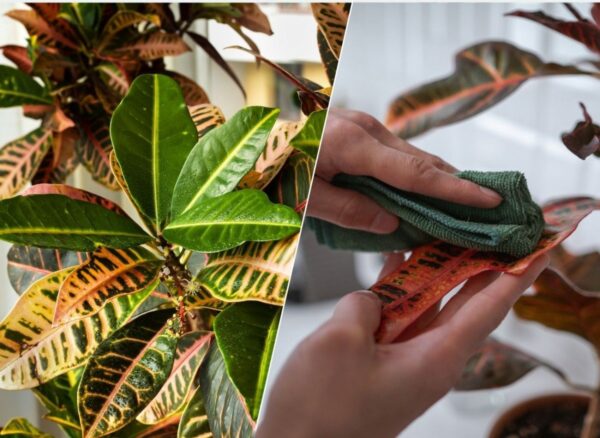 Il croton spesso perde le foglie in inverno. Cosa fare se un croton langue e appassisce?