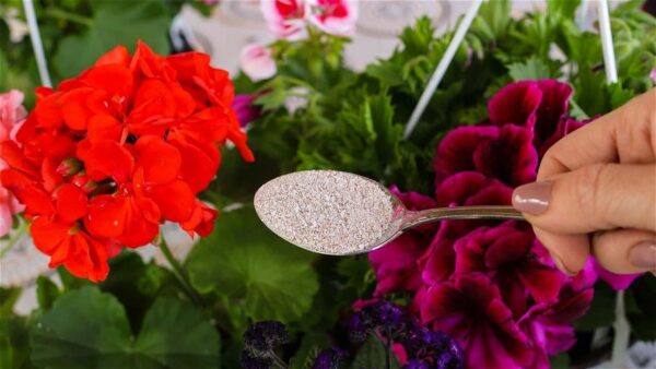 Il fertilizzante più efficace per piante da interno che farà sbocciare ogni fiore!