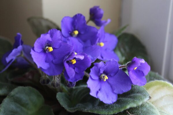 Il fiorista mi ha dato questo TRUCCO: gocciolalo sotto tutti i fiori della casa: sbocciano come matti!