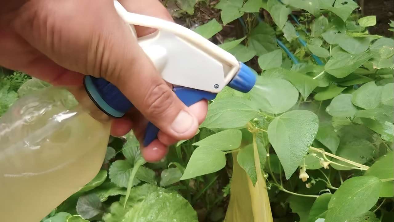 Il fungicida e insetticida più potente al mondo.