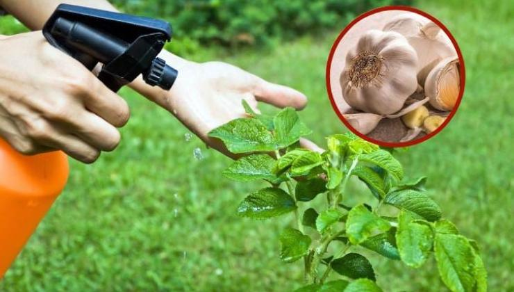 Come creerò un insetticida naturale?