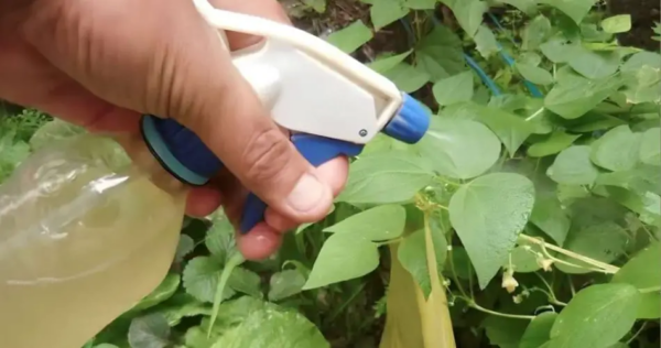 Il fungicida e insetticida più potente al mondo è questo: privo di sostanze chimiche