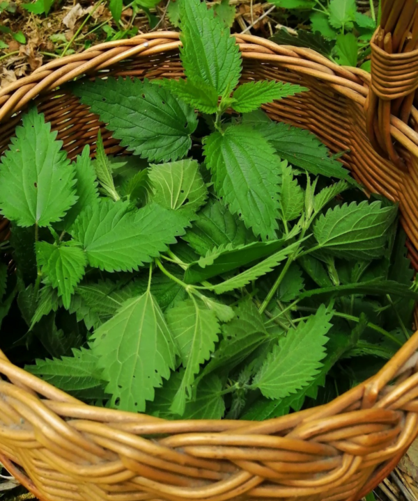 Il miglior fertilizzante naturale per pomodori, peperoni e persino cetrioli che potete trovare per pochi centesimi: vi aspetta un raccolto abbondante!