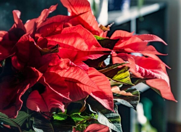 Il miglior fertilizzante per la Stella di Betlemme. Lo uso ogni anno, la stella di Natale fiorisce per diversi mesi